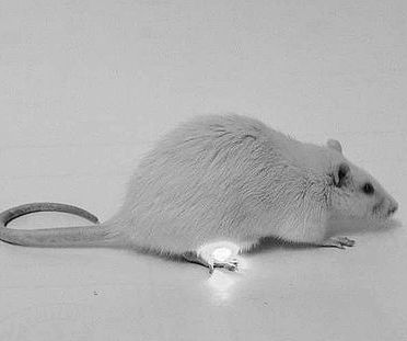 [Animal Experiment]-Green Light Implants Alleviate Urinary Incontinence in Mice